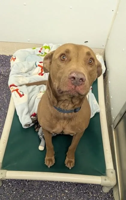 An adult large-sized male Mixed Breed dog named Jackson for adoption in Divide, CO