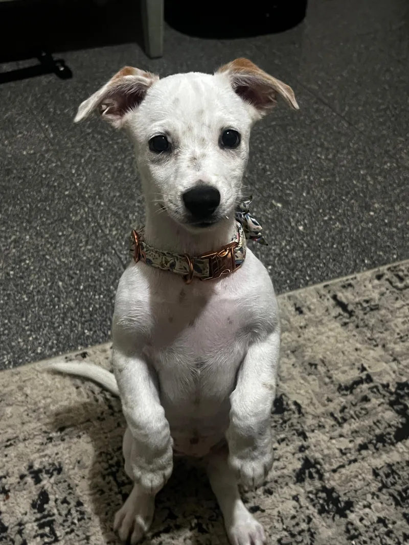 A baby small-sized female Mixed Breed dog named Nala for adoption in Rincon, PR