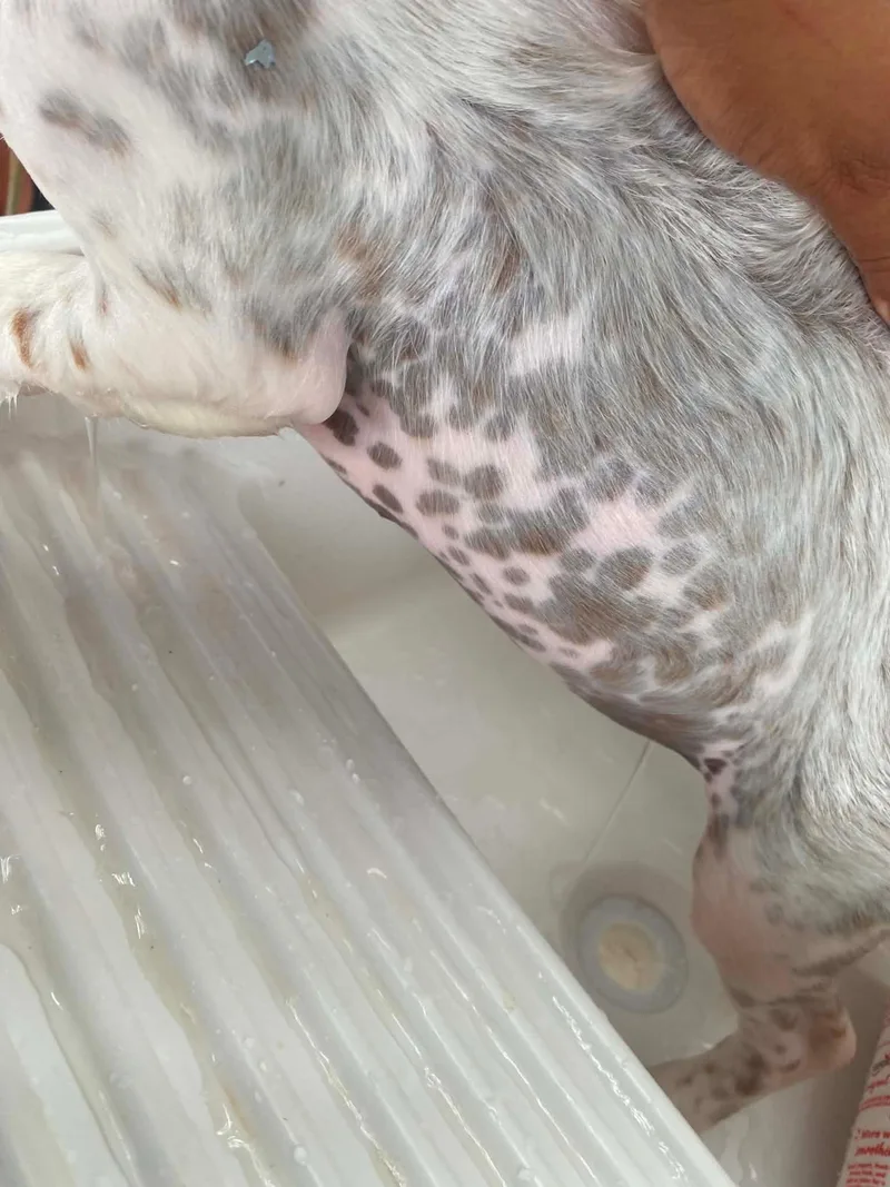 Nala thumbnail 4