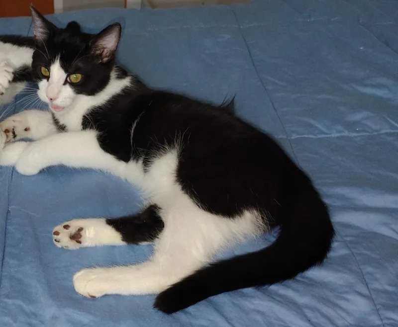 Stitch Pelekai thumbnail 2