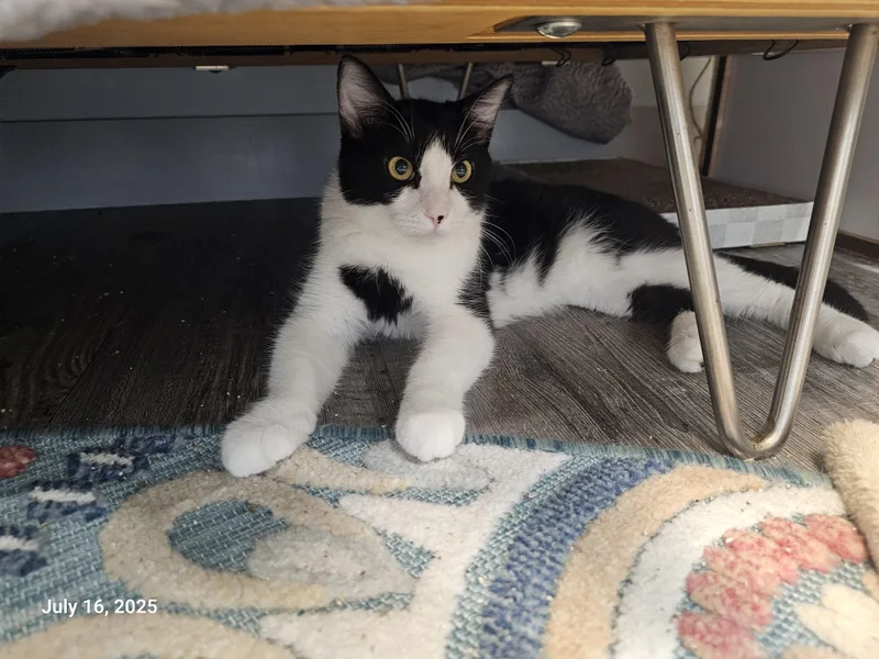 Stitch Pelekai thumbnail 4