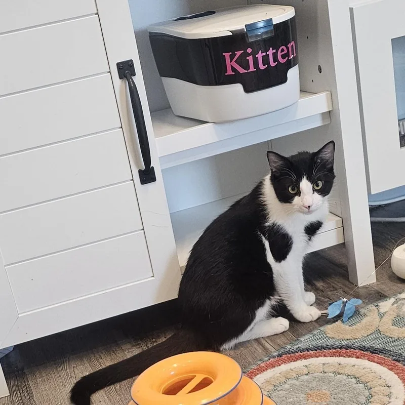 Stitch Pelekai thumbnail 5