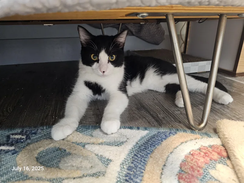 Stitch Pelekai thumbnail 6