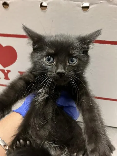 A baby small-sized female Domestic Short Hair cat named Salami for adoption in Long Beach, CA