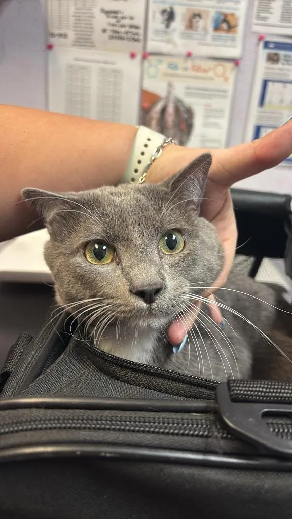 An adult large-sized male Domestic Short Hair cat named Jasper for adoption in New Braunfels, TX