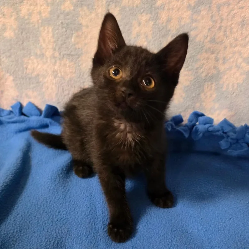 A baby medium-sized female Black Domestic Short Hair cat named Felicity Joy for adoption in Graham, WA