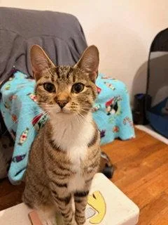 An adult medium-sized female Domestic Short Hair cat named Sunnyside up for adoption in Trenton, NJ
