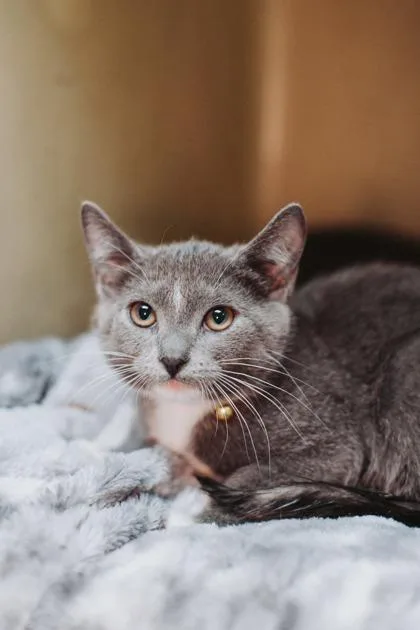 An adult small-sized male Domestic Short Hair cat named a Dorian PetSmart North for adoption in North Charleston, SC
