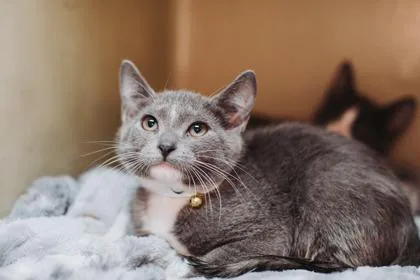 a Dorian PetSmart North thumbnail 2