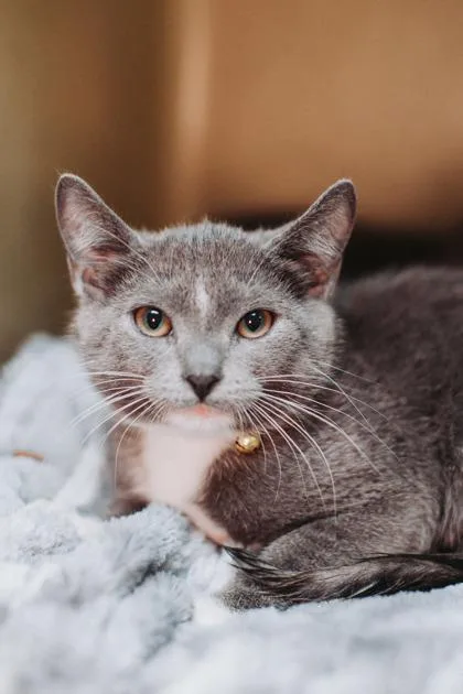 a Dorian PetSmart North thumbnail 3