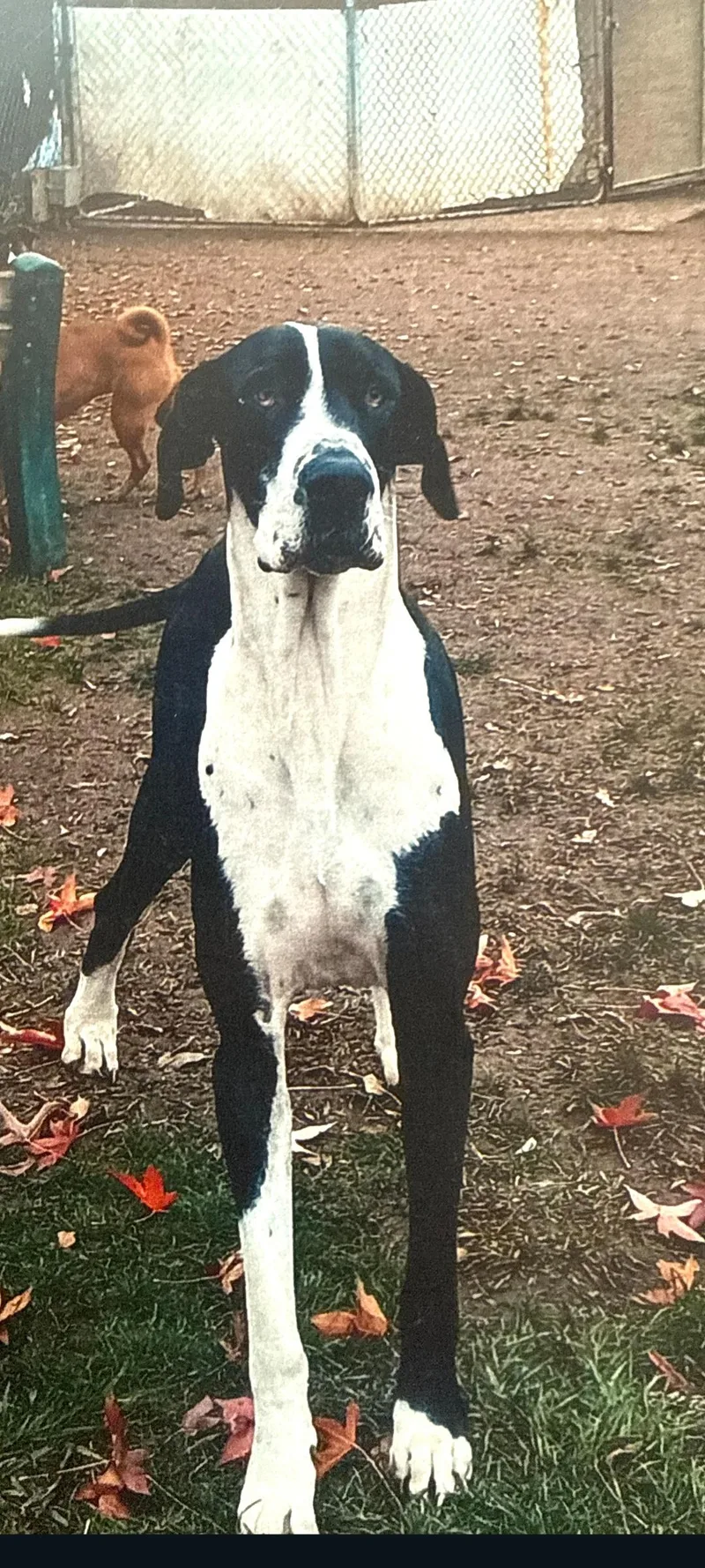 An adult extra large-sized male Great Dane dog named Tonka for adoption in Murphys, CA