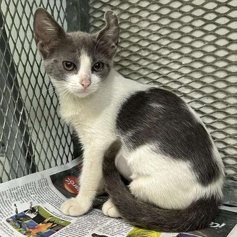 A baby small-sized female Gray / Blue / Silver Bengal cat named Lyra for adoption in Guaynabo, PR