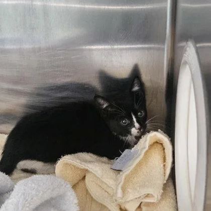 A baby small-sized female Black Domestic Short Hair cat named YinYang for adoption in Oakland, CA