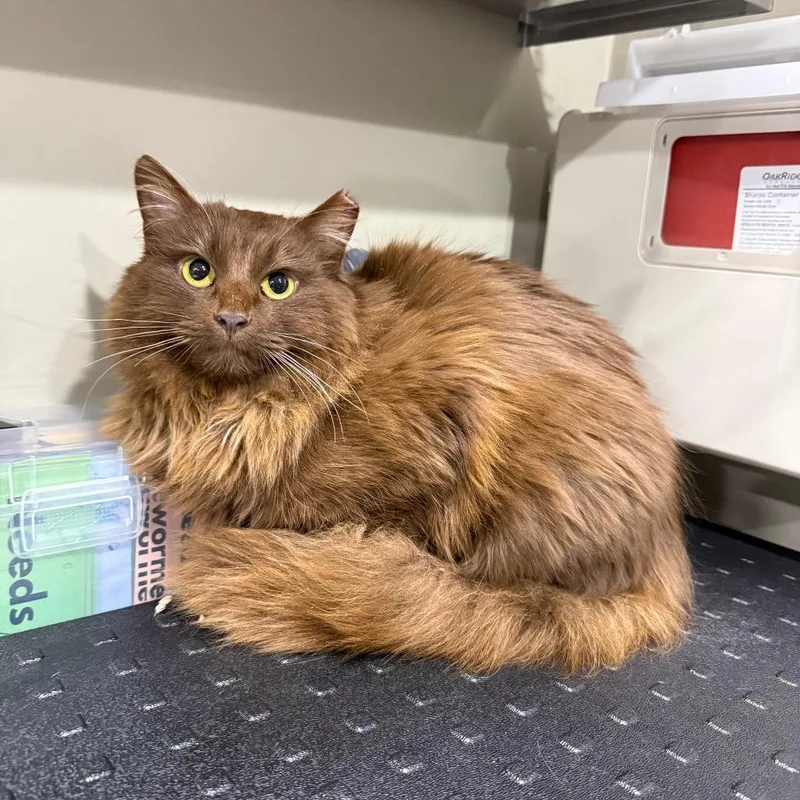 An adult medium-sized female Brown / Chocolate Domestic Long Hair cat named Freya for adoption in Bridgeville, PA