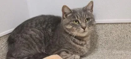 An adult small-sized female Domestic Short Hair cat named Audrey for adoption in Mount Holly, NJ