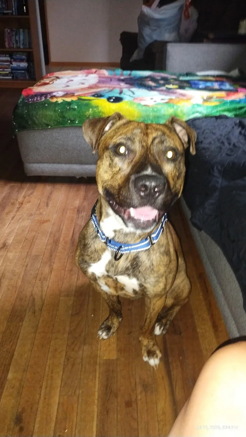 A young medium-sized male Brindle Boxer dog named Jax for adoption in Speedway, IN