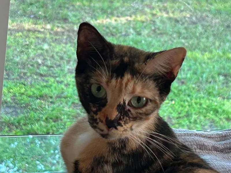 A young small-sized female Domestic Short Hair cat named Seraphine for adoption in Sebastian, FL