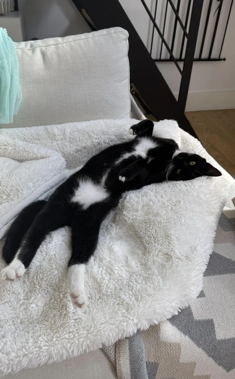 Daffodil thumbnail 2