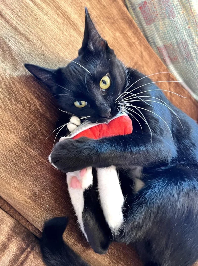 Daffodil thumbnail 3