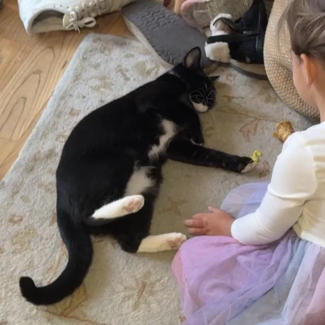 Daffodil thumbnail 4