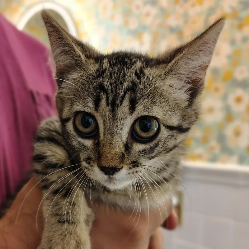 A baby small-sized male Brown / Chocolate Domestic Short Hair cat named Jimmy for adoption in Titusville, FL