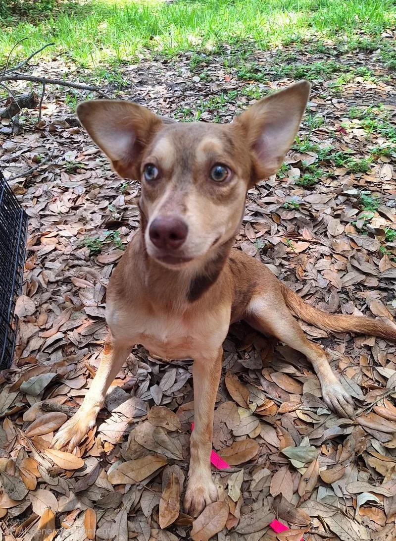 An adult medium-sized female Merle (Red) Catahoula Leopard Dog dog named Arnisha Wvt for adoption in Missouri City, TX