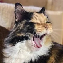 Gemma Mae "gemgem" thumbnail 3