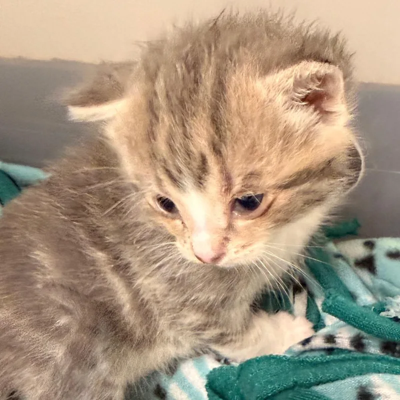 A baby small-sized male Gray / Blue / Silver Domestic Medium Hair cat named Nester for adoption in Evansville, IN