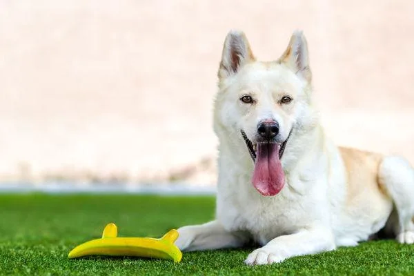 An adult medium-sized female Siberian Husky dog named Rosalinda for adoption in San Diego, CA