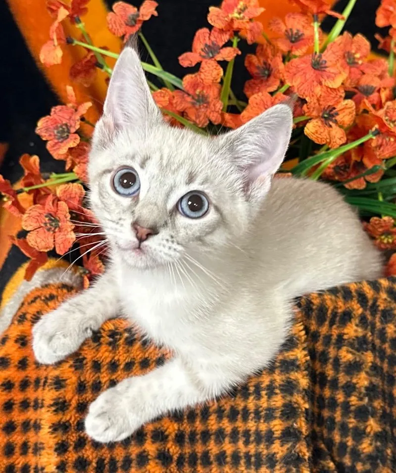 A baby small-sized female Domestic Short Hair cat named Ginger for adoption in Stillwater, OK
