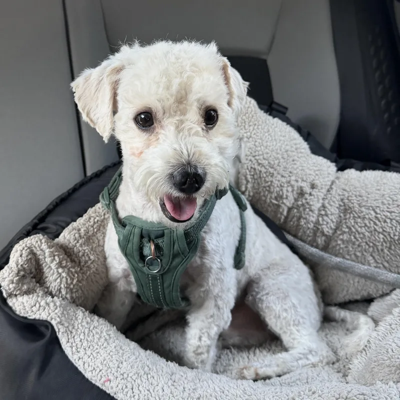 Toby