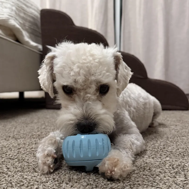 Toby thumbnail 3