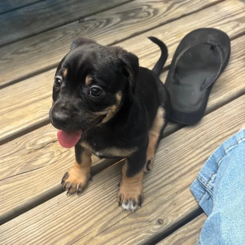 A baby small-sized female Black Terrier dog named Ruby for adoption in Raleigh, NC