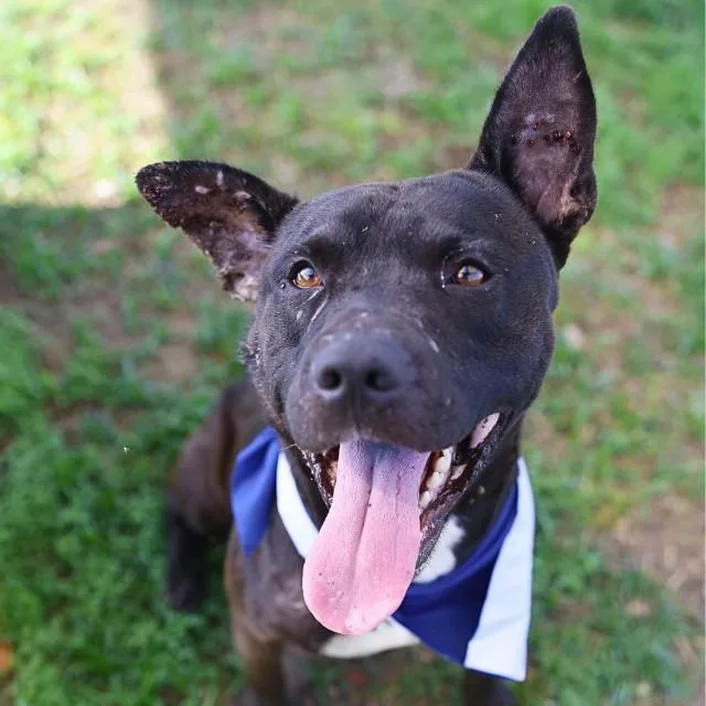 A young large-sized male American Staffordshire Terrier dog named Henry for adoption in San Antonio, TX