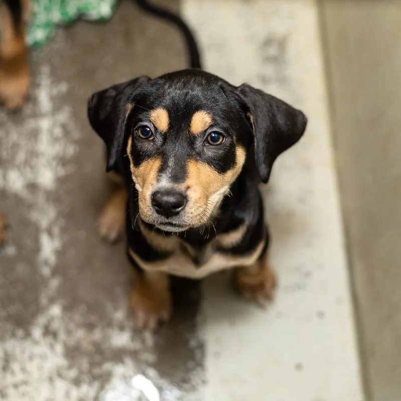 An adult medium-sized female Black Coonhound dog named Willow for adoption in Evansville, IN