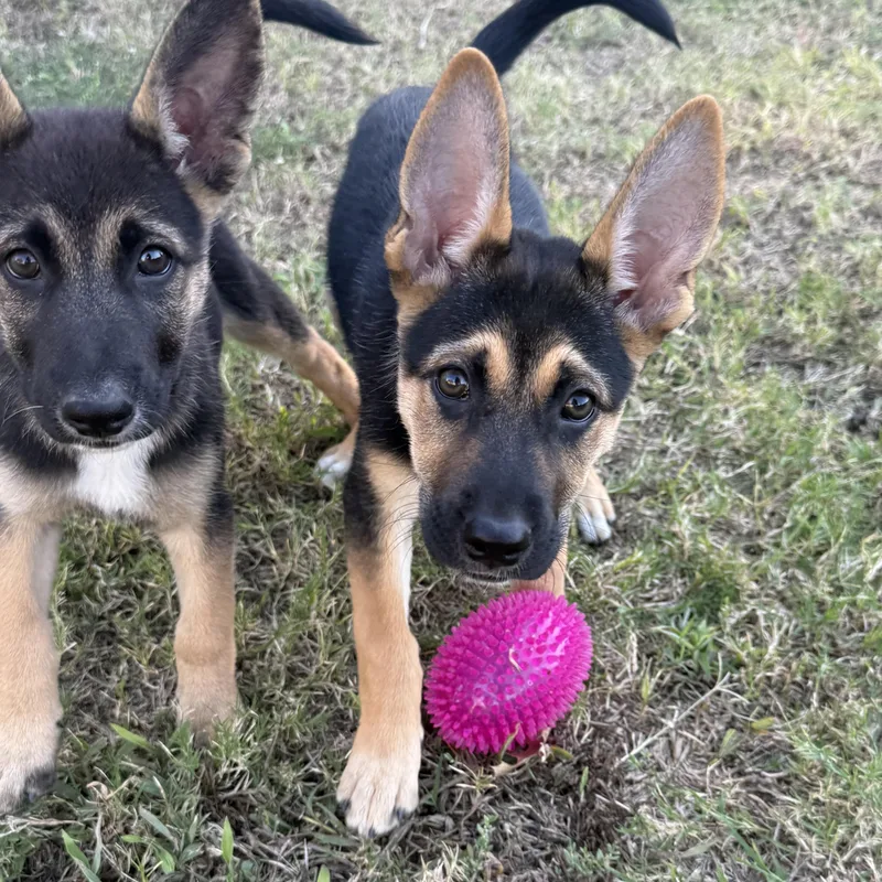 A baby medium-sized female Brown / Chocolate German Shepherd Dog dog named Mara for adoption in Dallas, TX