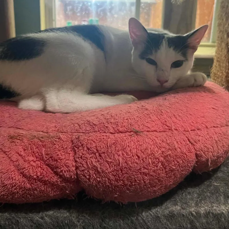 A young small-sized male White Domestic Short Hair cat named Hercules G for adoption in HERNANDO, MS