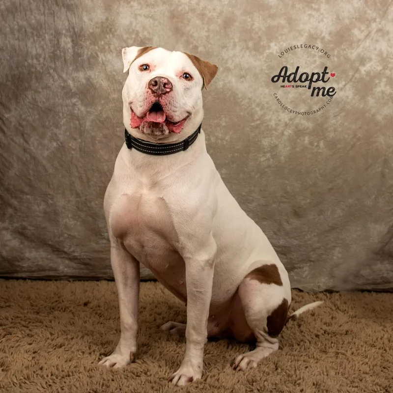 A senior large-sized male White / Cream Mixed Breed dog named Apollo for adoption in Cincinnati, OH