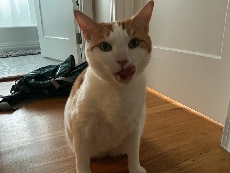 An adult medium-sized male Orange & White Domestic Short Hair cat named Westley for adoption in Worcester, MA