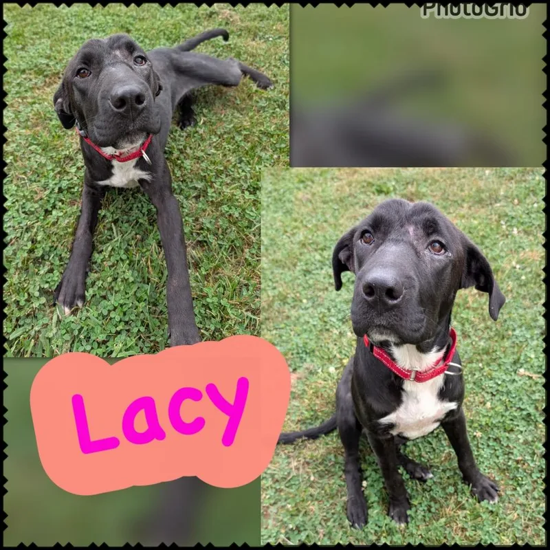 Lacy