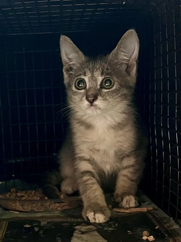 A baby medium-sized male Domestic Short Hair cat named Isabelle for adoption in Ocala, FL