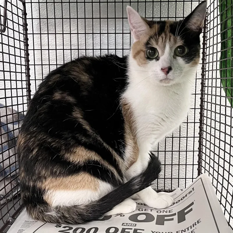 An adult medium-sized female Domestic Short Hair cat named Molly for adoption in Los Angeles, CA