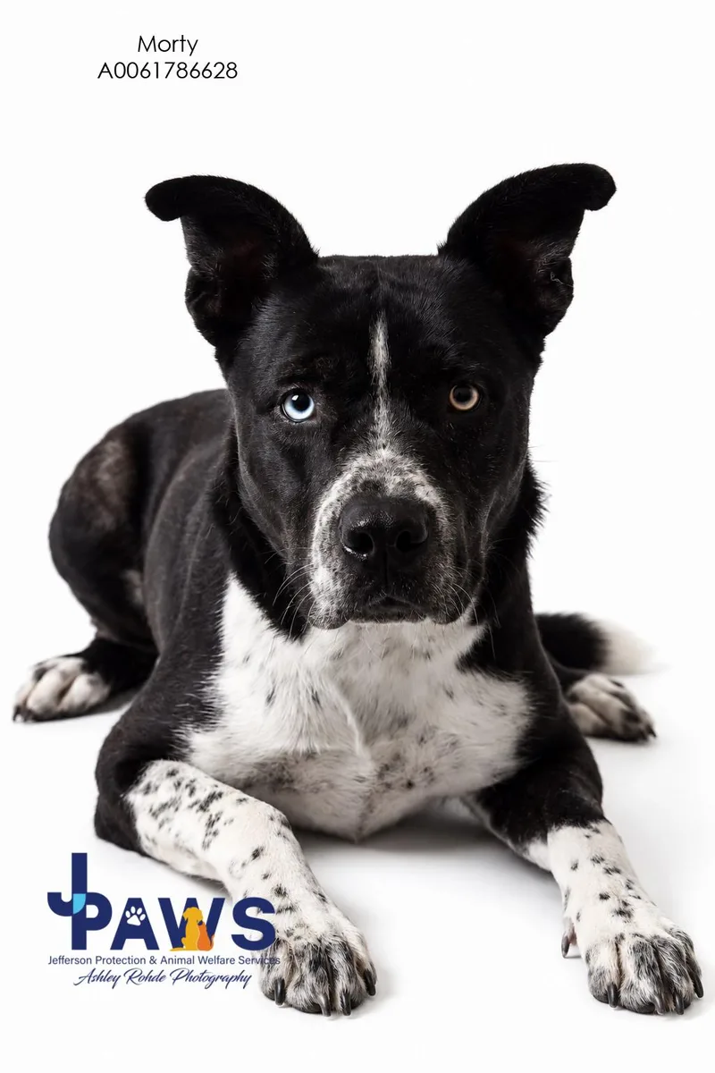 A young large-sized male Black Mixed Breed dog named Morty for adoption in Harvey , LA