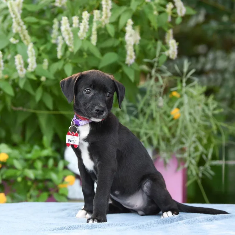 A baby small-sized female Black Hound dog named Bracelet for adoption in Wake Forest, NC