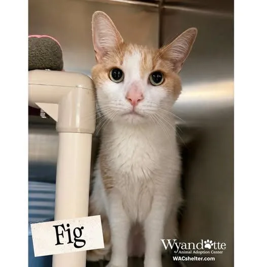 A senior medium-sized male Buff & White Domestic Short Hair cat named Fig for adoption in Wyandotte, MI