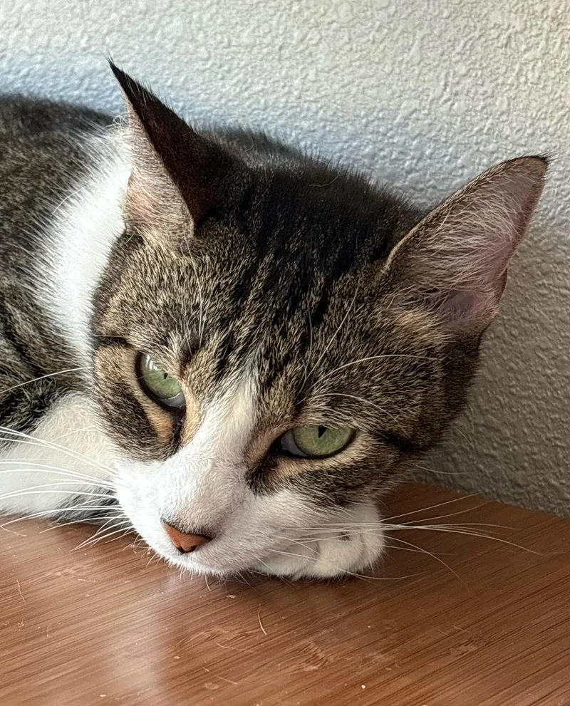 An adult medium-sized female Tabby (Gray / Blue / Silver) Domestic Short Hair cat named Elaine for adoption in Goliad, TX