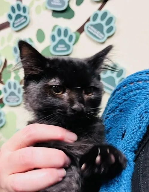 A young medium-sized male Black Domestic Long Hair cat named Wolfie PKA Chernobyl for adoption in Arlington, WA
