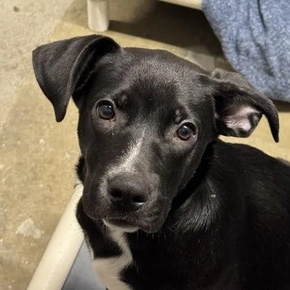 A baby medium-sized female Labrador Retriever dog named Ivy for adoption in Sacramento, CA