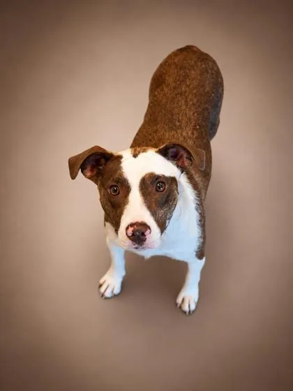 An adult medium-sized female Beagle dog named Molly for adoption in Bowling Green, KY