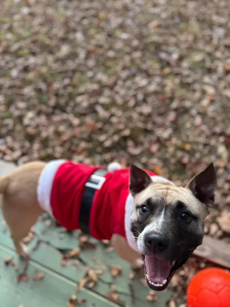 Polly Pocket thumbnail 2